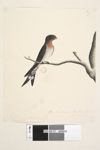 Zwaluw of Martin van N.S. Wales door Unknown artist