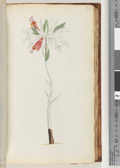 Geen inscriptie, onvoltooide tekening door Unknown artist