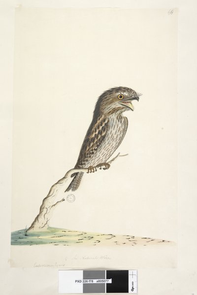 Pagina 78. Caprimulgus. onderaan in andere hand 1/2 de natuurlijke grootte Tawny Frogmouth Podargus strigoides, 1791-92 door Unknown artist