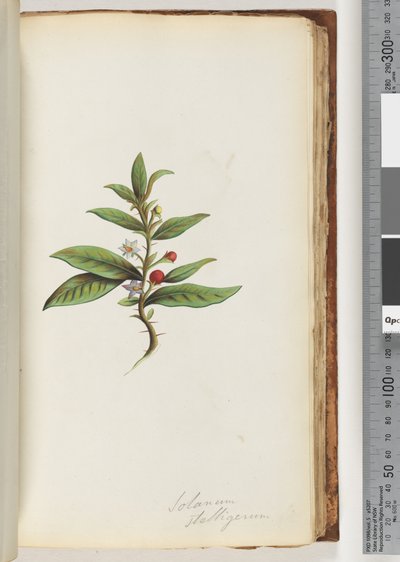 Solanum stelligerum / Ster Nachtschade door Unknown artist