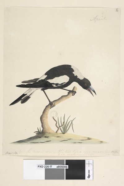Pagina 7. Barita. volgende titel in andere hand 1/2 de natuurlijke grootte. een andere opmerking in een derde hand, luidt Deze vogel heeft een zeer ongebruikelijke en niet onaangename noot. Zwart, Rug Magpie Gymnorhina tibicen, 1791-92 door Unknown artist