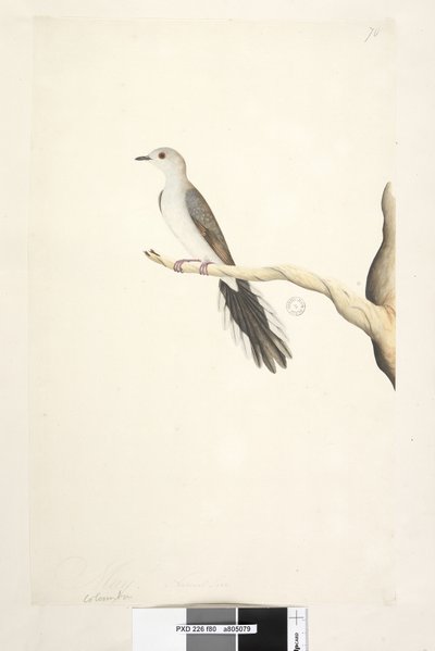 Diamond Dove door Unknown artist