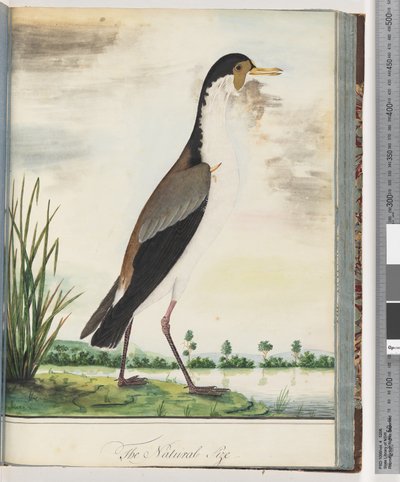 Masker Kievit of Spoorvleugel Plevier door Unknown artist
