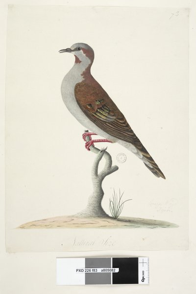 Brush Bronzewing Pigeon door Unknown artist