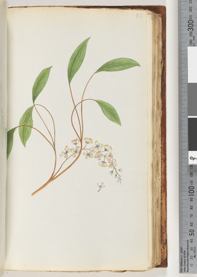 Pagina 83. Onbekende plant door Unknown artist
