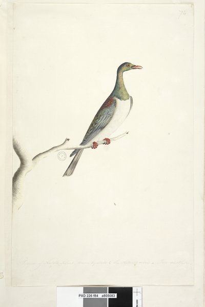 Norfolk Island Pigeon door Unknown artist