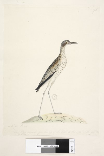 Een Nachtvogel. Oedicnemus door Unknown artist