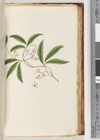 Pagina 86. Onbekende plant door Unknown artist