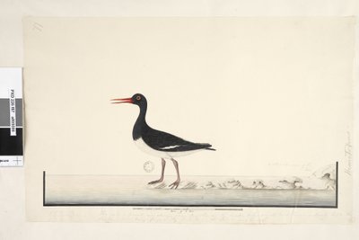 Pagina 87. Hematopus. rechtsonder in andere hand September. langs de onderrand in derde hand Het mannetje & vrouwtje worden altijd samen gezien op de rotsen & lage punten maar hebben de haven volledig verlaten door vaak te worden gestoord, de iris is zeer  door Unknown artist
