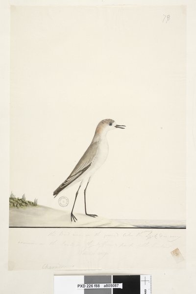 Pagina 88. Charadrius. onder kaderlijn in andere hand Deze vogel rent op de grond zoals de strandleeuwerik en is zeer algemeen op de stranden in verschillende delen van de haven. daaronder in derde hand Natuurlijke grootte Roodkapje Plevier Charadrius alex door Unknown artist