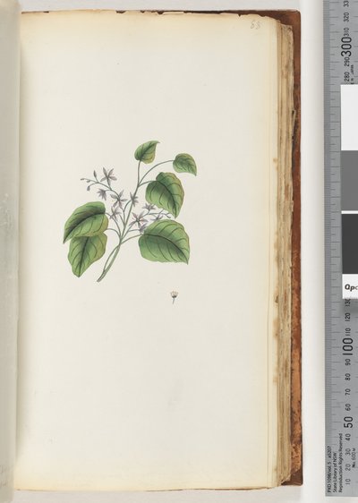 Pagina 88. Onbekende plant door Unknown artist