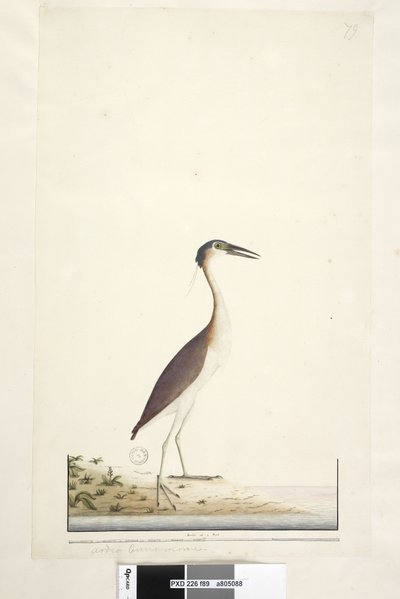 Pagina 89. Ardea ..?.. Nankeen Night, Reiger Nycticorax caledonicus, 1791-92 door Unknown artist