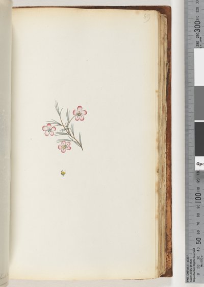 Pagina 89. Geen inscriptie. Onbekende plant door Unknown artist
