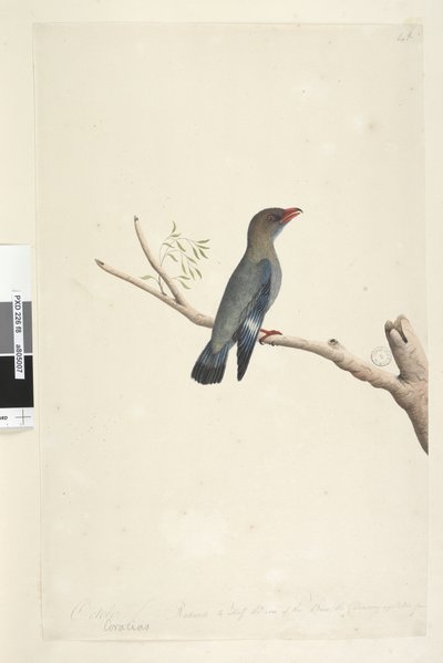 Pagina 8. Coraciae. Oktober. Gereduceerd tot de helft van de grootte van de vogel waar de tekening van is gemaakt Dollar, Vogel Eurystomus orientalis door Unknown artist