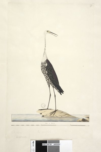 Pagina 91. Ciconia. boven titel in andere hand December, iris twijfelachtig Witte, Gevlekte Reiger Ardea pacifica Notophoyx pacifica, 1791-92 door Unknown artist