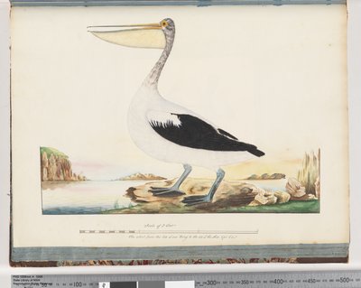Pagina 92. Australische Pelikaan door Unknown artist