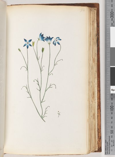 Pagina 92. Onbekende plant door Unknown artist