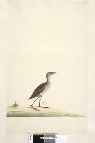 Pagina 93. Rallus. boven titel in andere hand Augustus. Ware grootte Moerasral Porzana pusilla, 1791-92 door Unknown artist