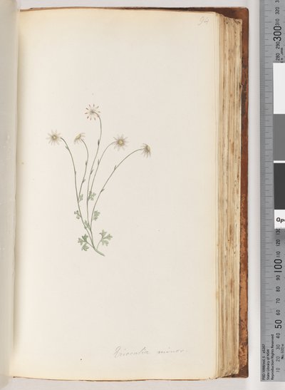 Pagina 94. Eriocalia minor door Unknown artist