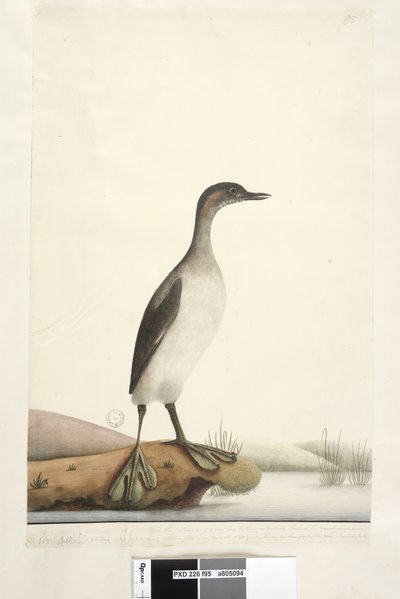 Pagina 95. Podicepha. langs de onderrand in een ander handschrift September. Natuurlijke grootte van de vogel, de veren hebben een zeer fijne textuur, vooral die op de borst die een glanzend zijdeachtig uiterlijk hebben, vliegt zelden meer dan 50 of 60 met door Unknown artist