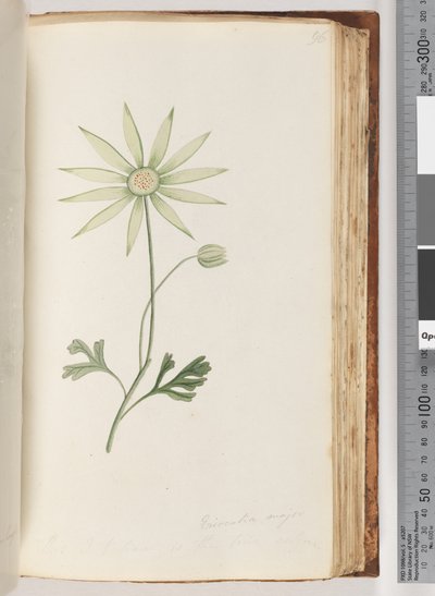 Pagina 96. Eriocalia major. Dit geloof ik is de ware kleur door Unknown artist