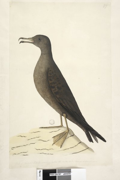Vogel van Norfolk Island, algemeen bekend als de mutton bird, getekend op ware grootte Wedge, Tailed Shearwater Puffinis Pacificus, 1791-92 door Unknown artist