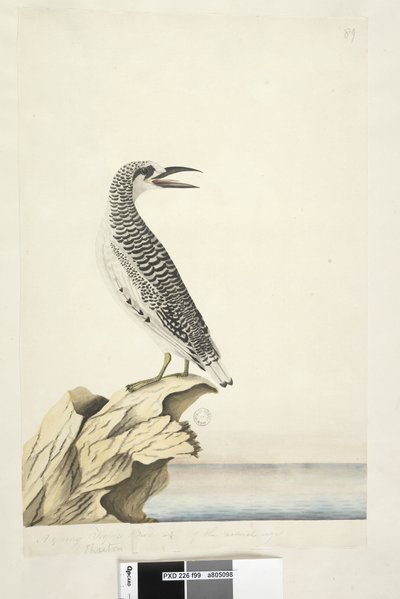 Jonge Rode Staart Tropicbird door Unknown artist