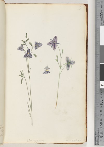 Chlamysporum Sal. in Par Lond. No. 35 door Unknown artist
