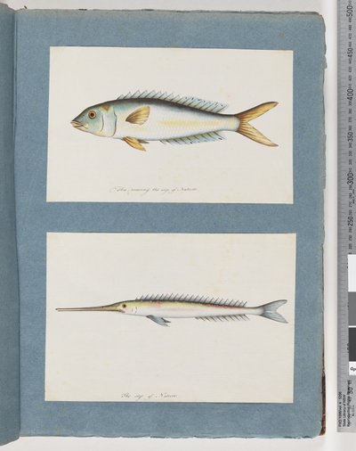 Pagina 9. Onbekende vis. 10. Onbekende vis door Unknown artist