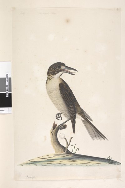 Pagina 9. Vanga. linksboven in andere hand Juli, natuurlijke grootte Grijze Slachter, Vogel Cractius torquatus vrouw, 1791-92 door Unknown artist