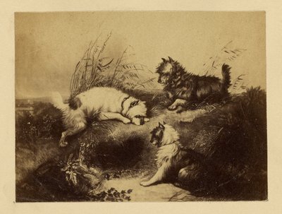 [Schilderij van honden door Charles Tomkins]. door Unknown artist