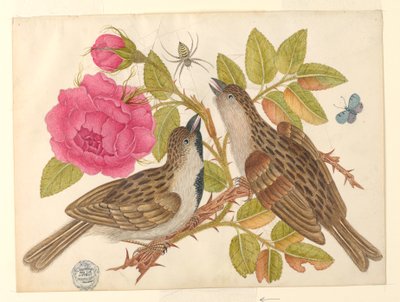 Paar Bruine Vogels op Rozenstam met Vlinder en Spin door Unknown artist