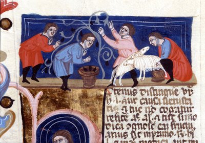 Fruit plukken en schapenmelk melken. Handschrift uit de 14e eeuw. Biblioteca Nazionale Braidense. Milaan door Unknown artist