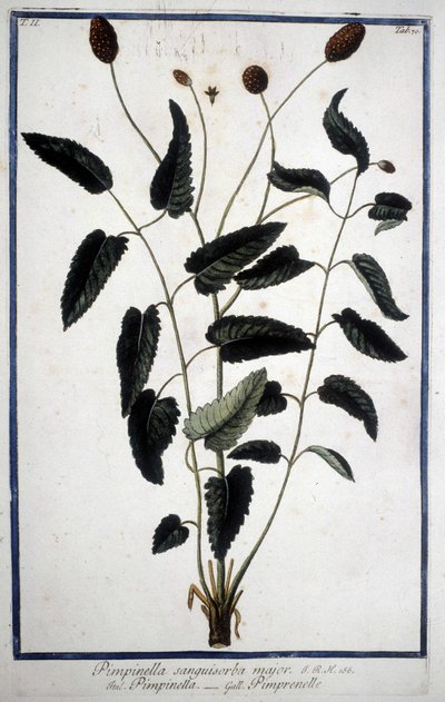 Pimprenelle: Pimpinella Sanguisorba major door Unknown artist