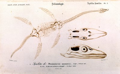 Plesiosaurus uit het Universeel Woordenboek van de Natuurgeschiedenis door Unknown artist