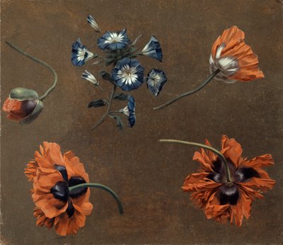 Klaprozen en Tradascanthus door Unknown artist