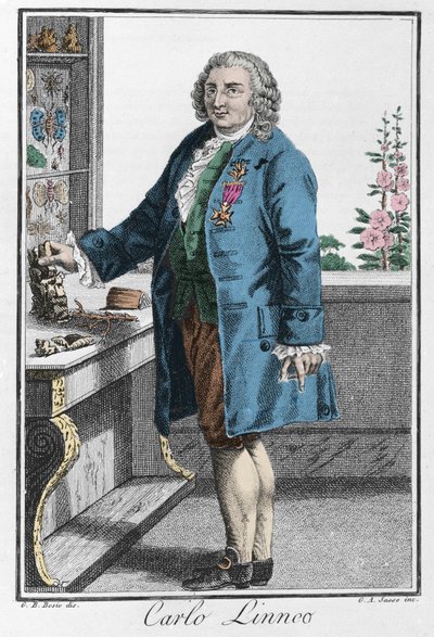 Portret van Carl Linnaeus (Carl von Linné) door Unknown artist