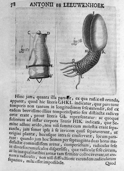 Voorstelling van een fruitboomzaad Studie van de Nederlandse handelaar en natuuronderzoeker Antoine van Leeuwenhoek. Gravure uit Invetigatio Arcanorum, 1722. door Unknown artist