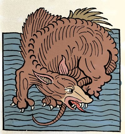 Representatie van een zeemonster. Gravure uit 