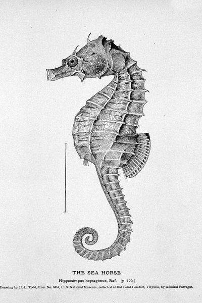 Voorstelling van een zeepaardje (Hippocampus heptagonis). Natuurhistorische plaat van de 19e eeuw. door Unknown artist