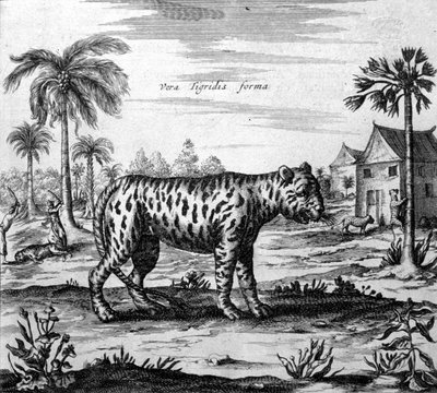 Afbeelding van een tijger, gravure uit 