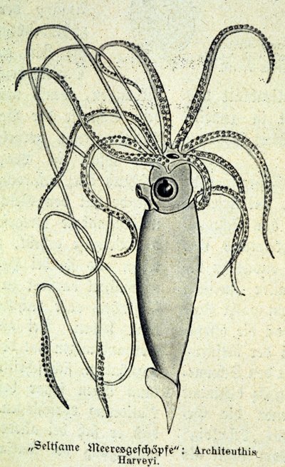 Representatie van een Architeuthis Harveyi, reuzeninktvis door Unknown artist