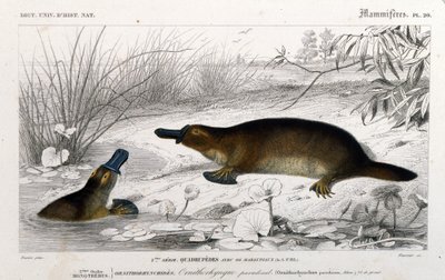Voorstelling van een vogelbekdier (Ornithorhynchus paradoxus, Blum.). gravure uit 