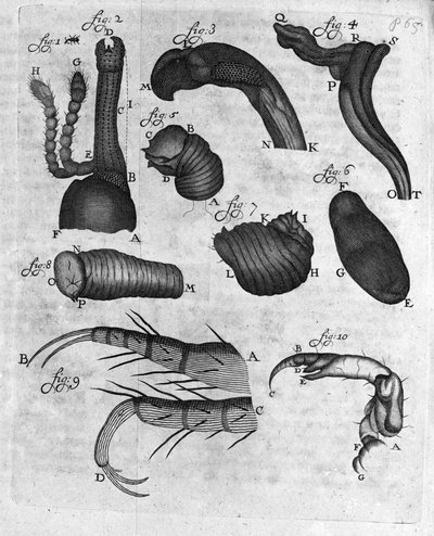 Voorstelling van snuitkevers (curculiones lupi) Studie van de Nederlandse handelaar en natuuronderzoeker Antoine van Leeuwenhoek. Gravure uit Invetigatio Arcanorum, 1722. door Unknown artist