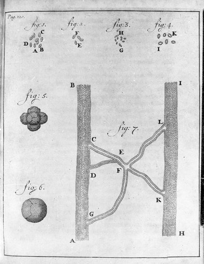 Weergave van hematia (rode bloedcel) van zalm en tarbot (gravure uit 
