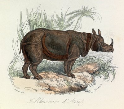 Aziatische neushoorn geclassificeerd door Linneene nomenclatuur  Cuvier (gravure) door Unknown artist