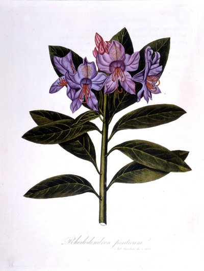 Rhododendron (Rhododendrum Pontium) door Unknown artist