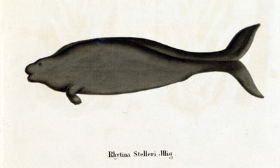 Rhytina Stelleri ook wel zeekoe van Steller genoemd, exemplaar verdwenen in de 18e eeuw. door Unknown artist