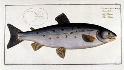 Zalm (Salmo salar) door Marc Elieser Bloch Ichtyologie Parijs - Berlijn - Londen 1787. door Unknown artist