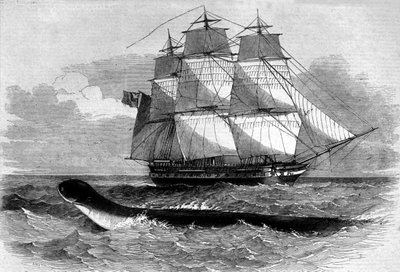 Zeemonster: verschijning van een zeeslang op de Daedalus fregatweg in 1848. Gravure uit de 19e eeuw door Unknown artist